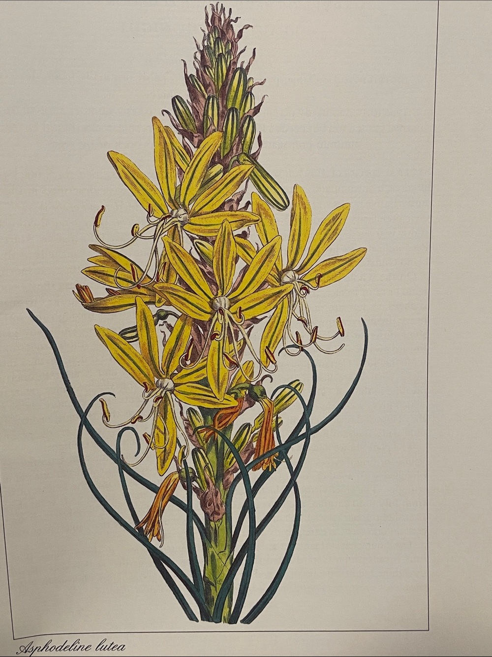 🖤5/$25 Botanical Print - Yellow Asphodel Illustration